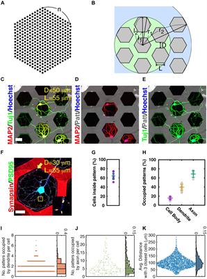 Interpreting the Entire Connectivity of Individual Neurons in Micropatterned Neural Culture With an Integrated Connectome Analyzer of a Neuronal Network (iCANN)